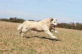 GOLDEN RETRIEVER 137